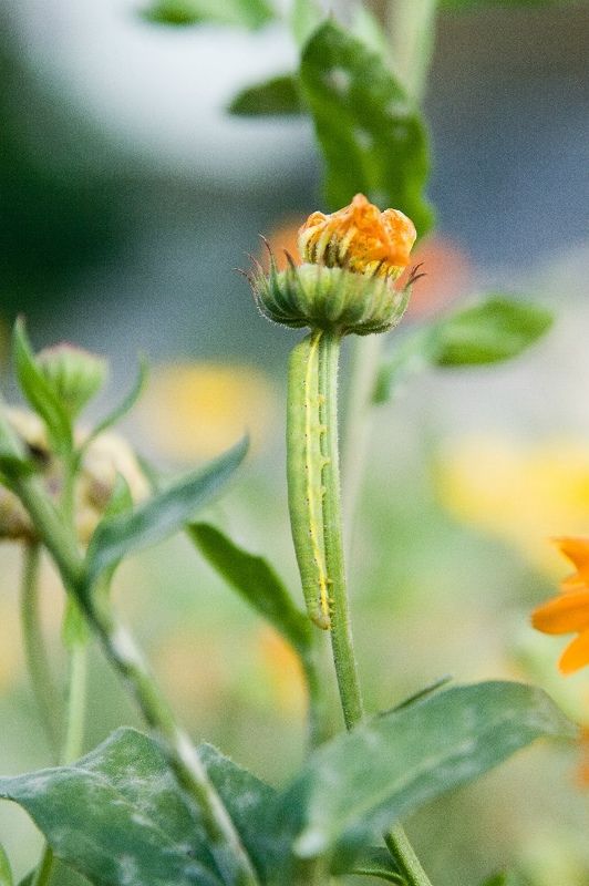 #гусеница, #трава, #природа, #макро, #цветы Невидимкаphoto preview