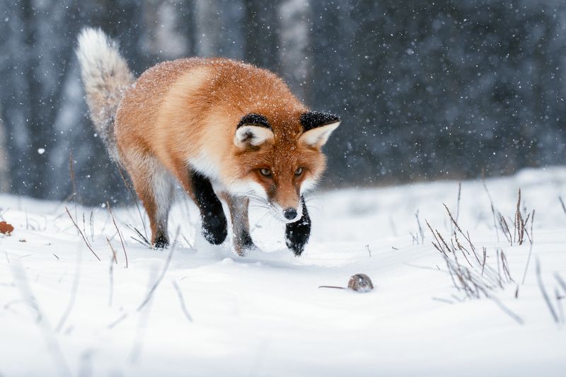 лиса, мышь, охота, дикая природа Жизнь на волоскеphoto preview