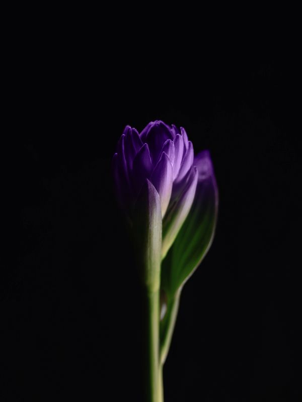 Хостаphoto preview