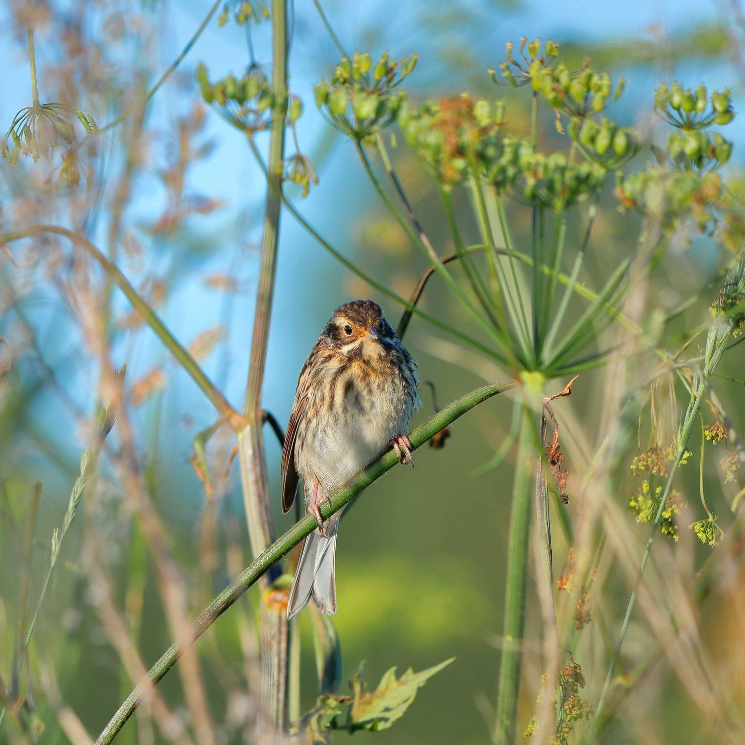 природа, птицы, утро, рассвет, луг, овсянка, лето, Титов Александр