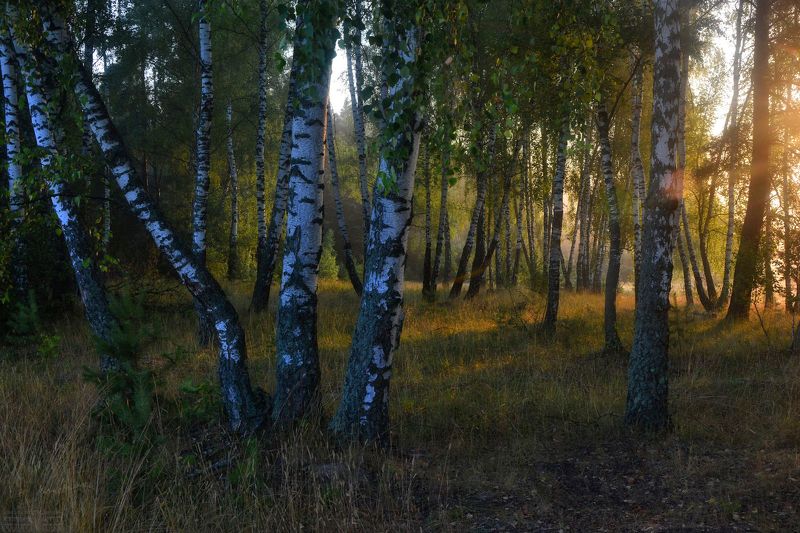 Роща в свете восходящего солнцаphoto preview