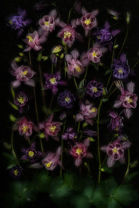 цветы, аквилегия, водосбор, цветок, флора, природа, листья, лепестки, цветение Аквилегияphoto preview