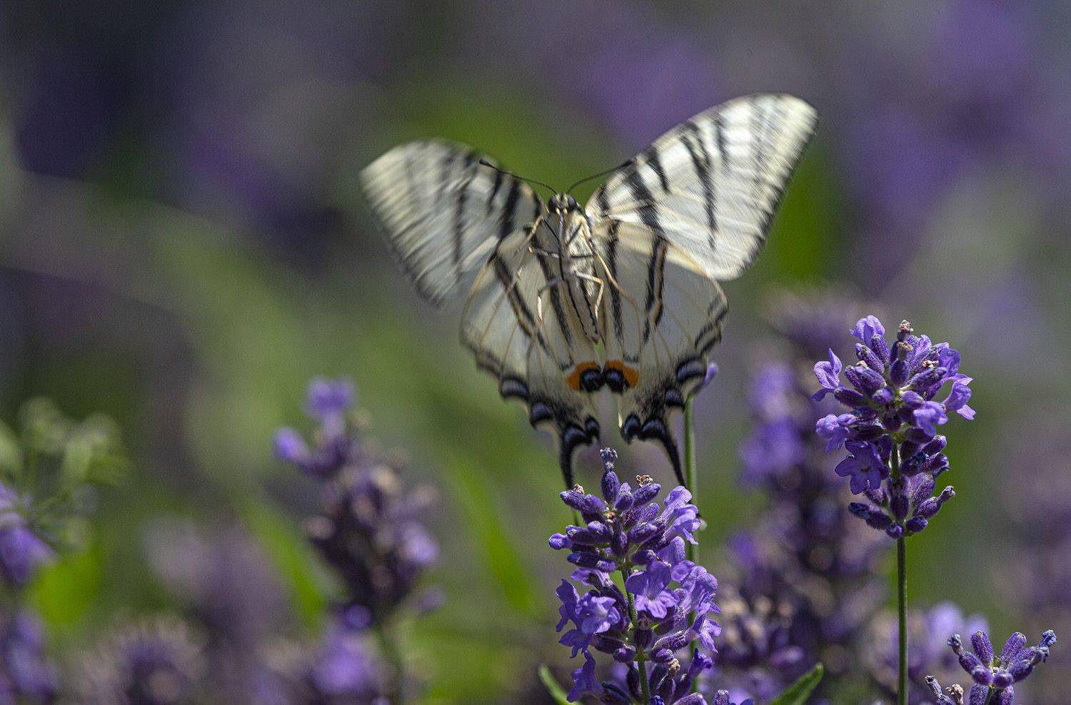 Аромат лаванды. Автор: Анатолий Макоедов , Анатолий Макоедов