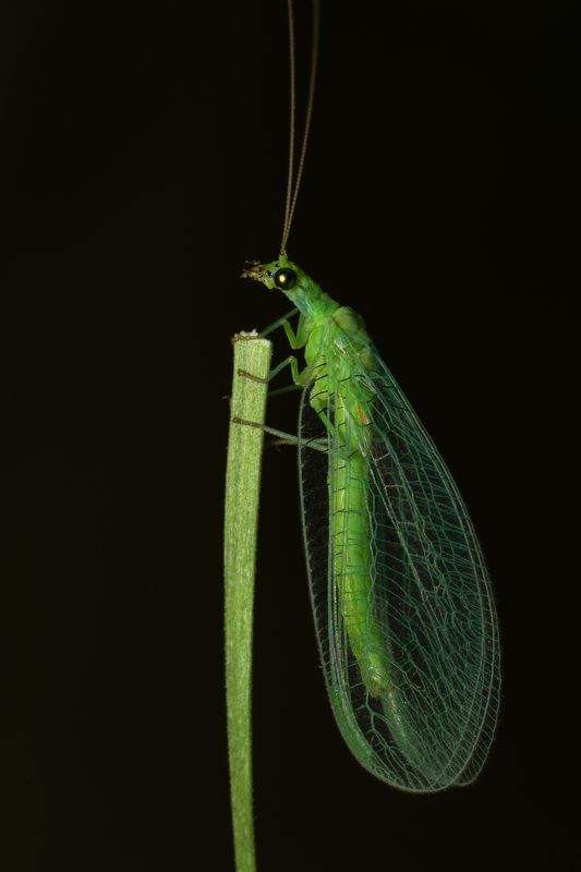 вега11у,златоглазка,ставрополь Ночная феяphoto preview