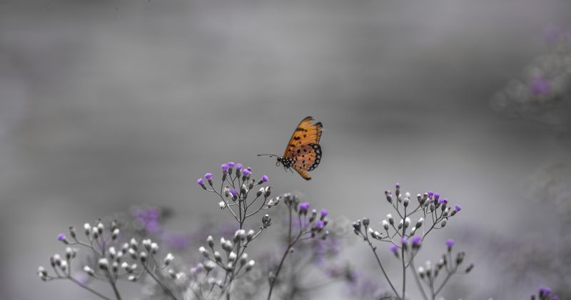 Wildlife, Macro Finding Colorsphoto preview