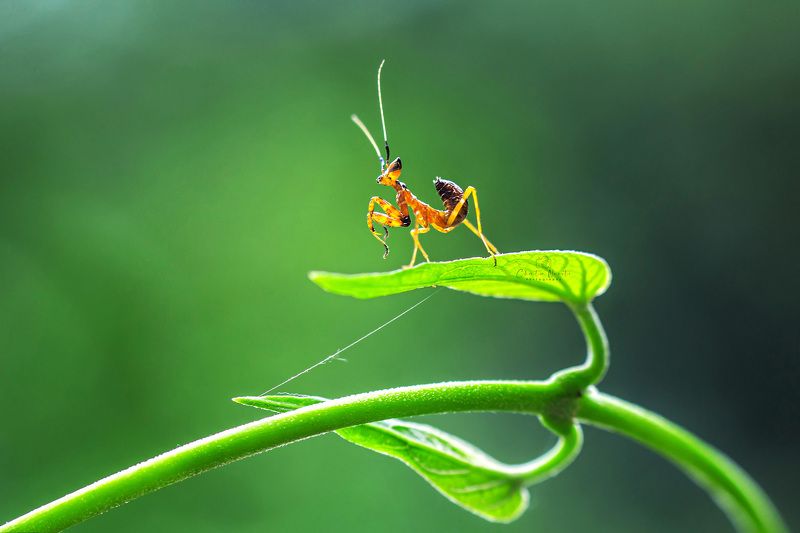 mantis, sunlight, green, insect, animal, nature, natural, outdoor, leaf, beautiful, focus, light, sun In the sunlightphoto preview