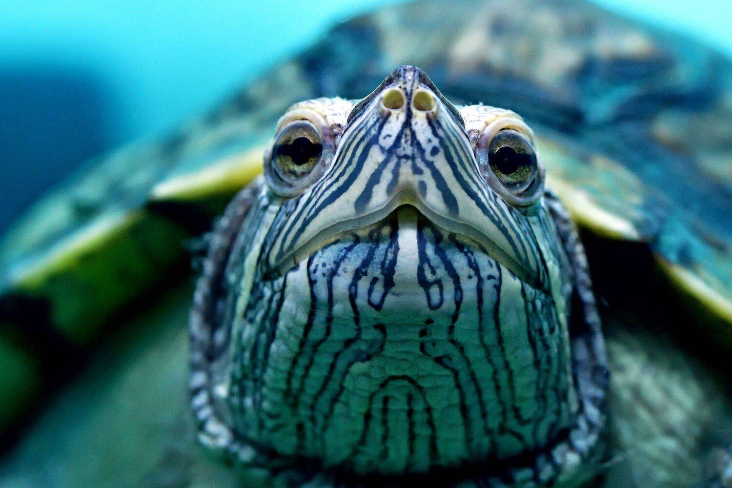 , Корнейчук Игорь