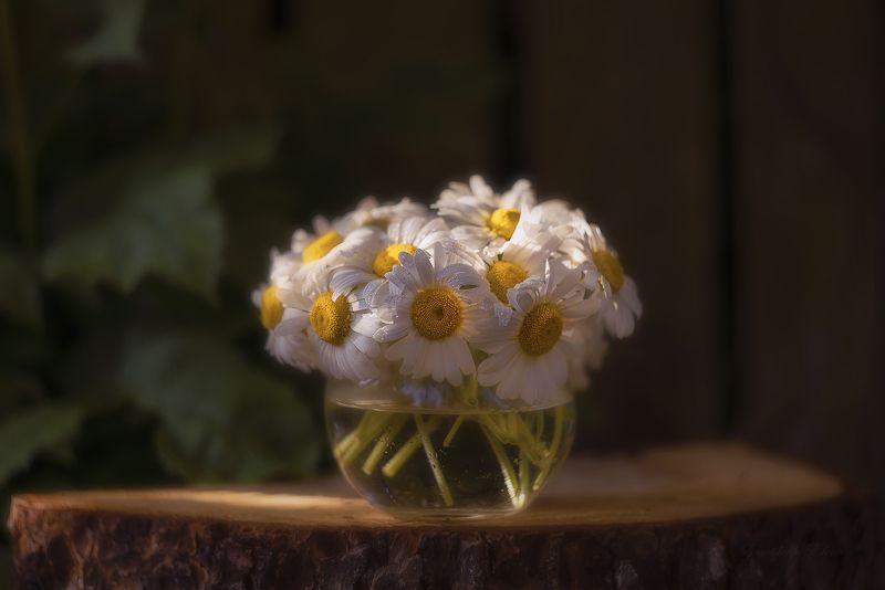 ***ромашкиphoto preview