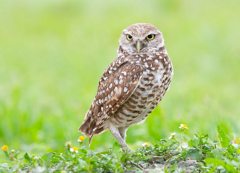 кроличий сыч, florida, burrowing owl, owl, флорида,сыч Cыч - Burrowing Owlphoto preview