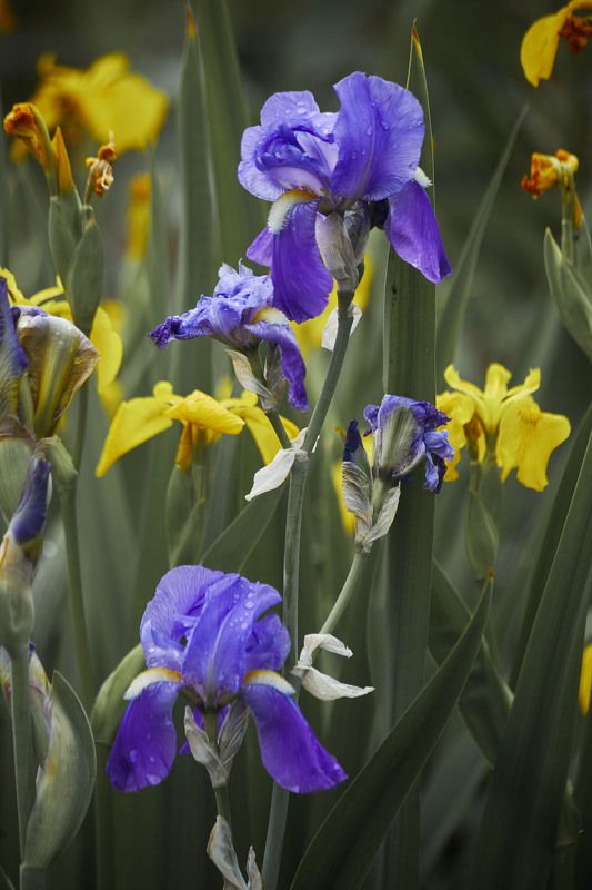 Ирисы… Мой сад. Москваphoto preview