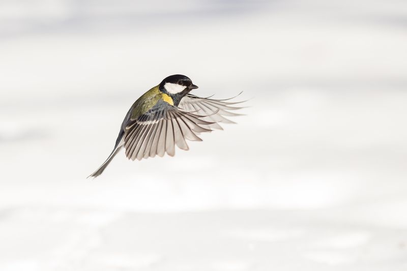 синицаphoto preview