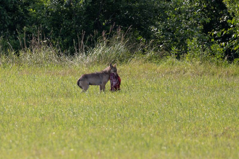 Vilcene ar medijumuphoto preview