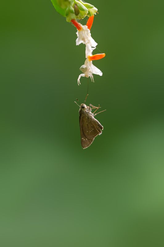 Wildlife, Macro The Hunter and the Preyphoto preview