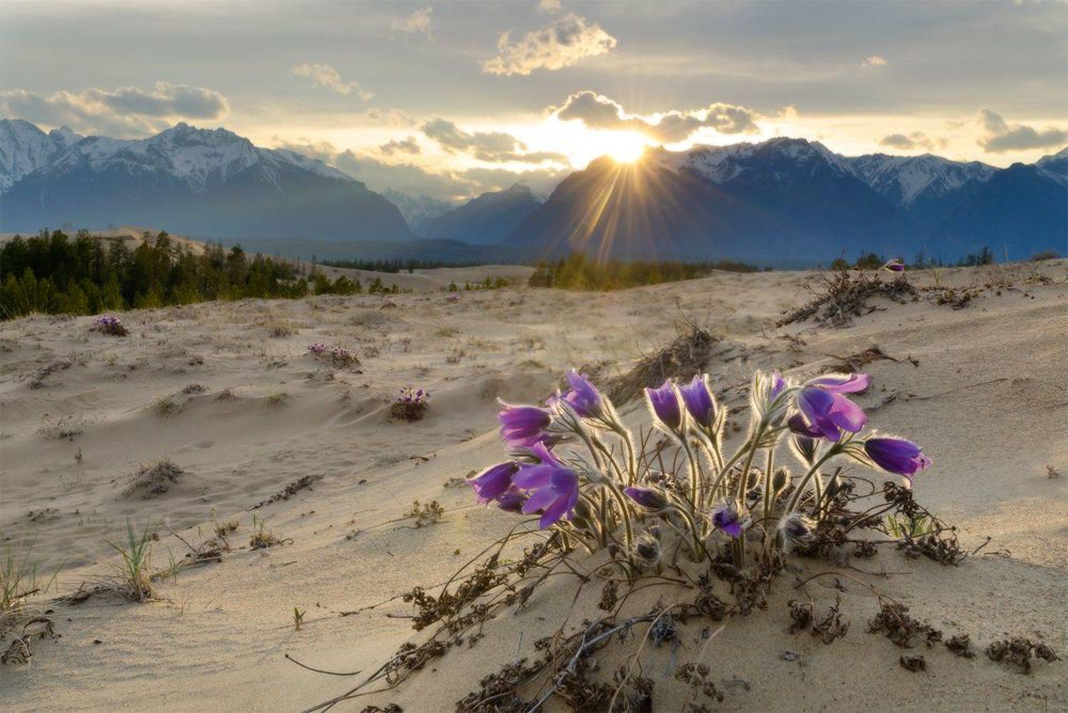 май в песках. Автор: Юсупов Александр Чарские пески, Кодар, Юсупов Александр