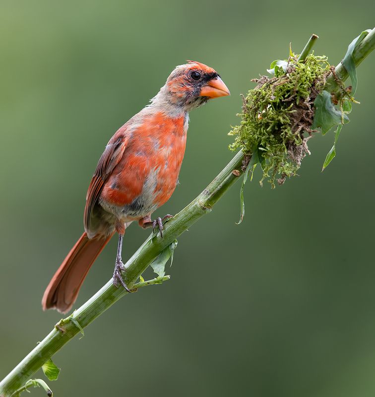 красный кардинал, northern cardinal, cardinal,кардинал Juvenile Northern Cardinal - Молодой. Красный кардиналphoto preview
