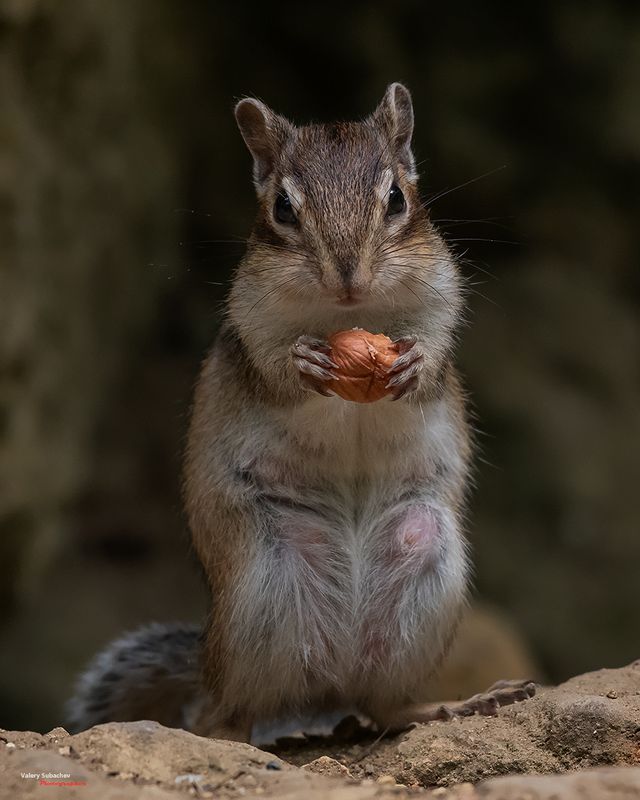 Портрет с орешкомphoto preview