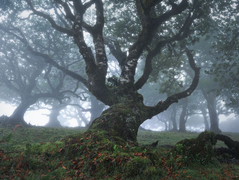 Landscape trees tree mood fog misty forest fanal madeira portugal The Last March of the Entsphoto preview