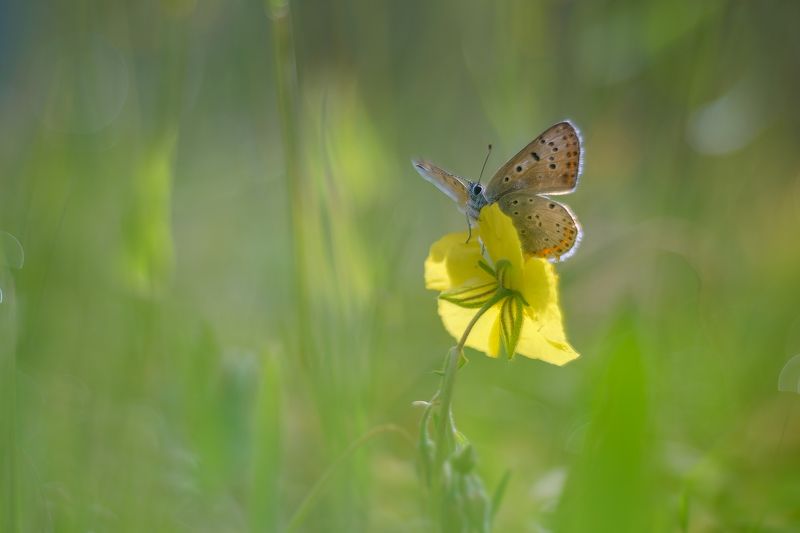 polyommatus icarusphoto preview