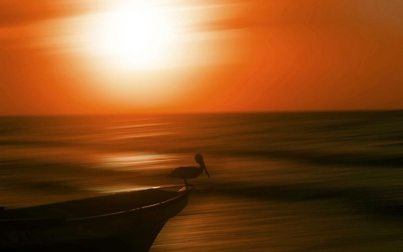 gold hour of the pelicanphoto preview