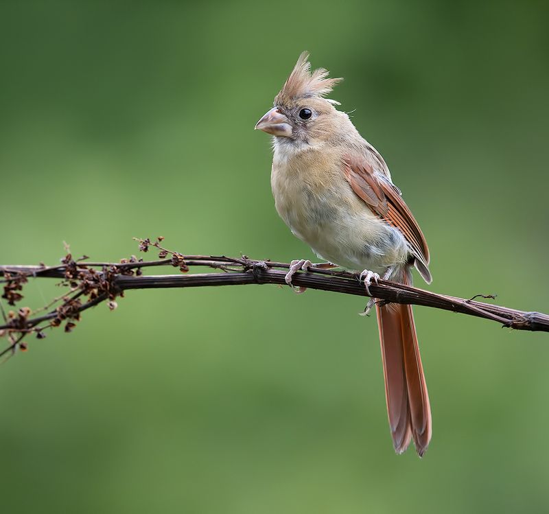 красный кардинал, northern cardinal, cardinal,кардинал Juvenile Female Northern Cardinal - cамка. Красный кардиналphoto preview