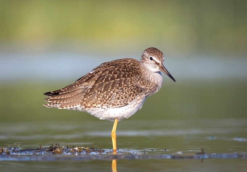 травник, кулик, болото, птица, фотоохота, birds Летний травникphoto preview