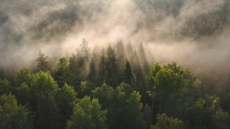 ленинградская область, долина реки смородинки, заказник, озеро смородинское,туманы, лес, аэросъёмка Туман в долине реки Смородинкиphoto preview