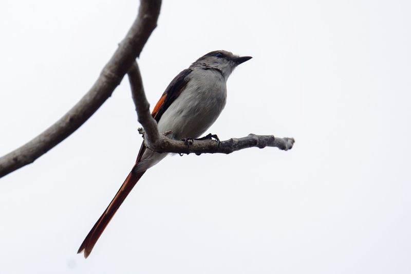 wildlifephoto preview