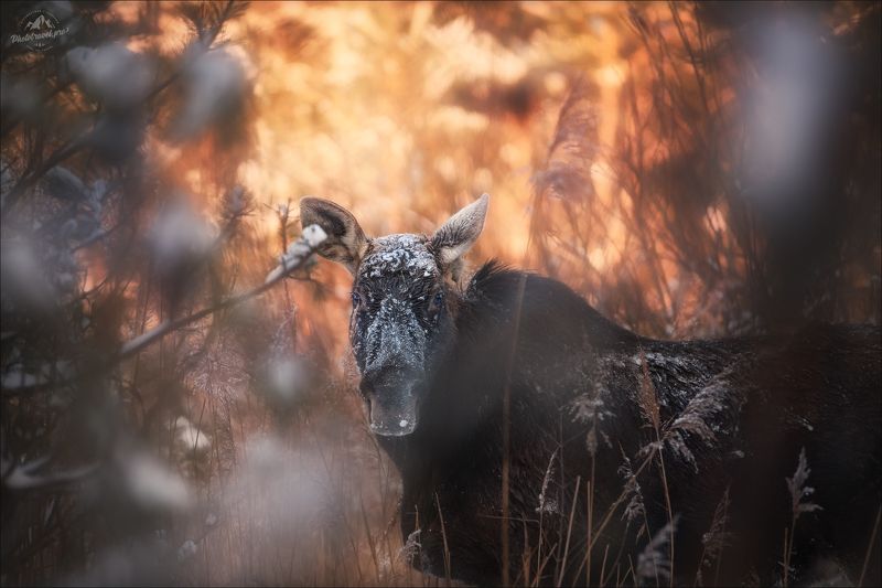 лось, Беларусь, красный бор, зима, фототур в красный бор, фотоохота, фотосъемка волков, волк Глаза в глазаphoto preview