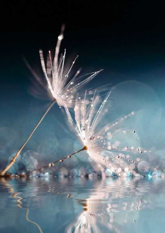 макро, природа Легкость бытияphoto preview