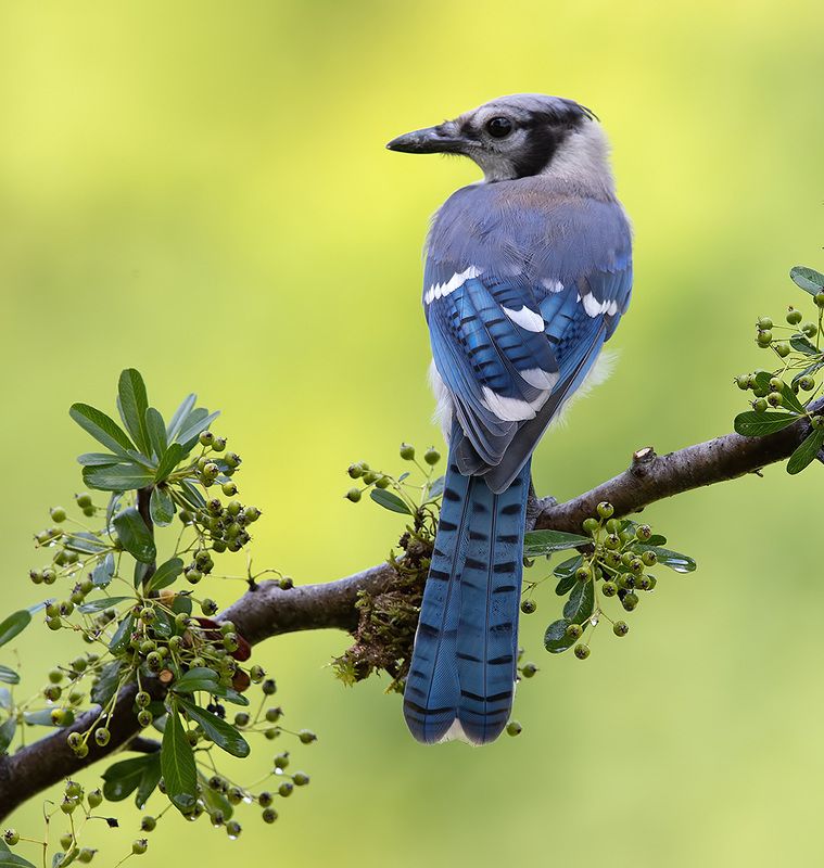 cойка, blue jay, jay Young Blue Jay. Голубая сойкаphoto preview