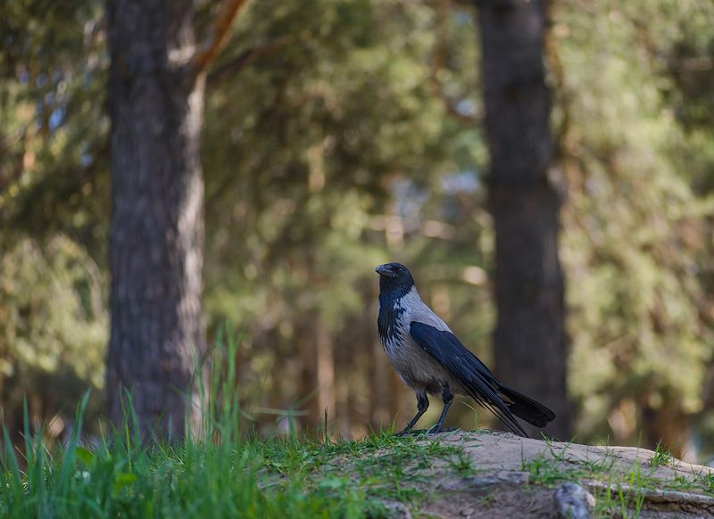 со сломанным крыломphoto preview