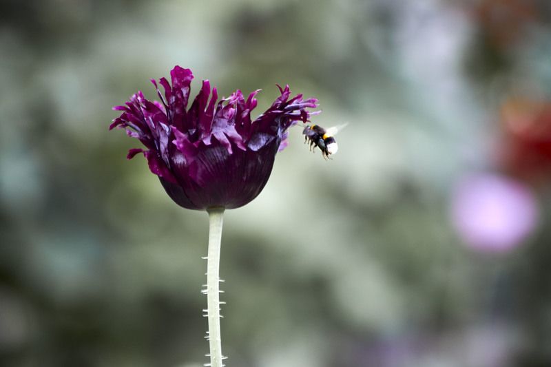 Симбиоз… Мой сад. Москваphoto preview