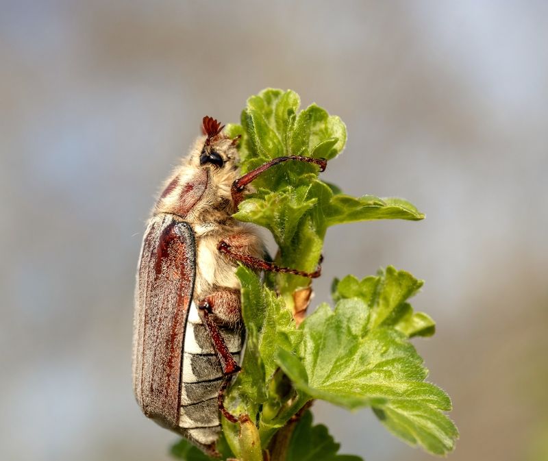 майский жук, макро, жук Майский жукphoto preview