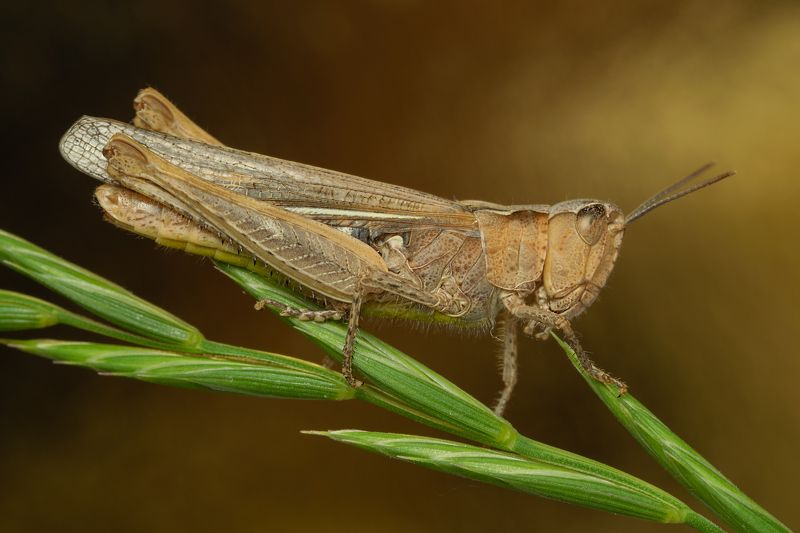 вега11у,макро,ставрополь Стеклянные крыльяphoto preview