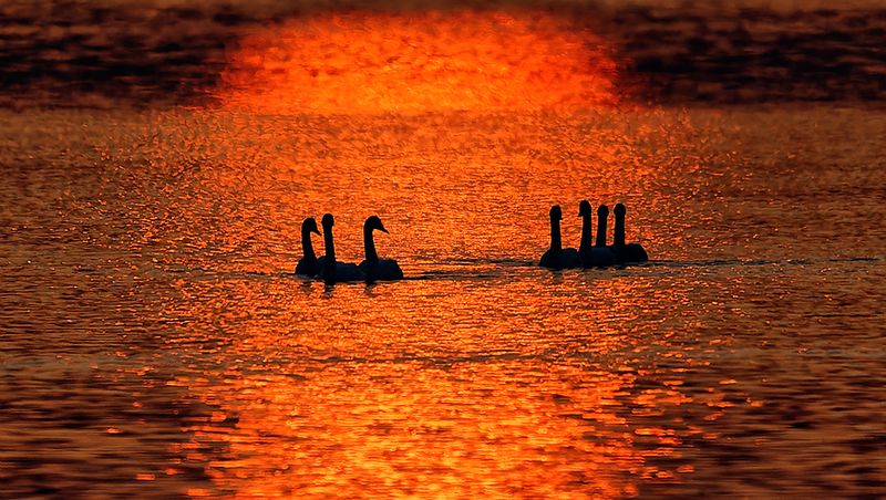 лебединое озеро Лебединое озероphoto preview