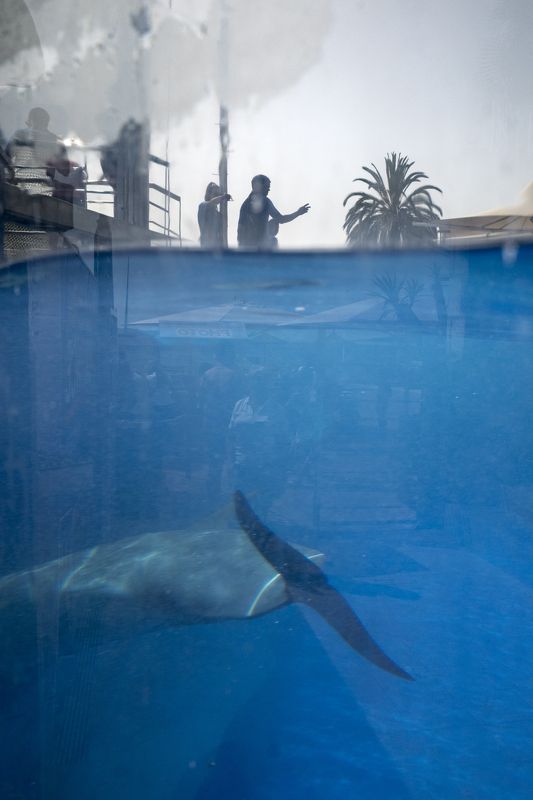 streetphotogrphy, streetphoto, urban, people, low key, sihlouttes, dolphin, water photo preview