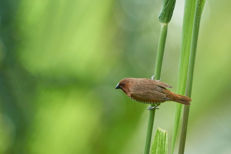 Time to Flyphoto preview