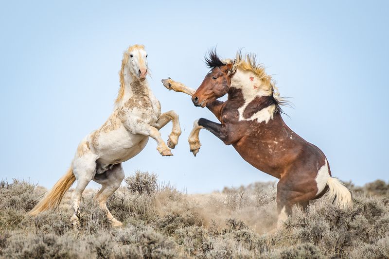 Spring Fever photo preview
