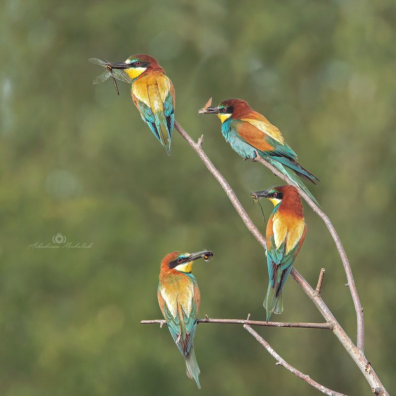 Żołnaphoto preview