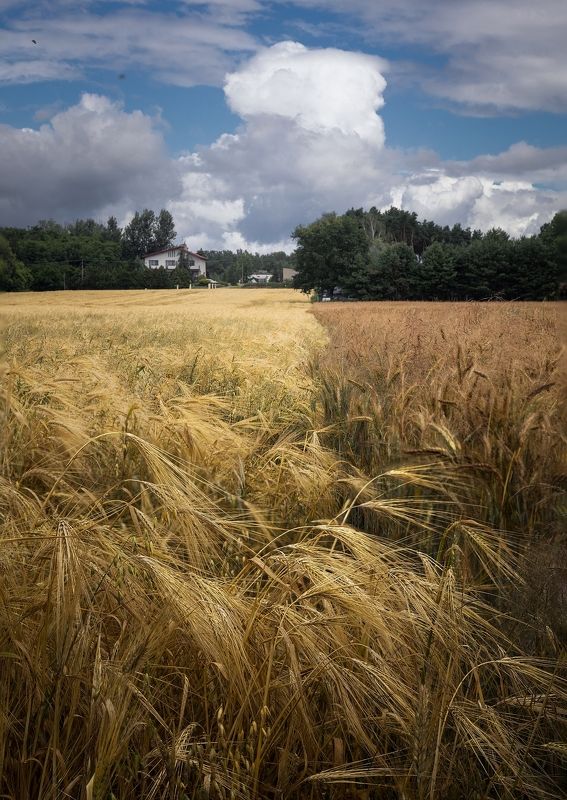 Лето пейзаж поле  Хлебаphoto preview