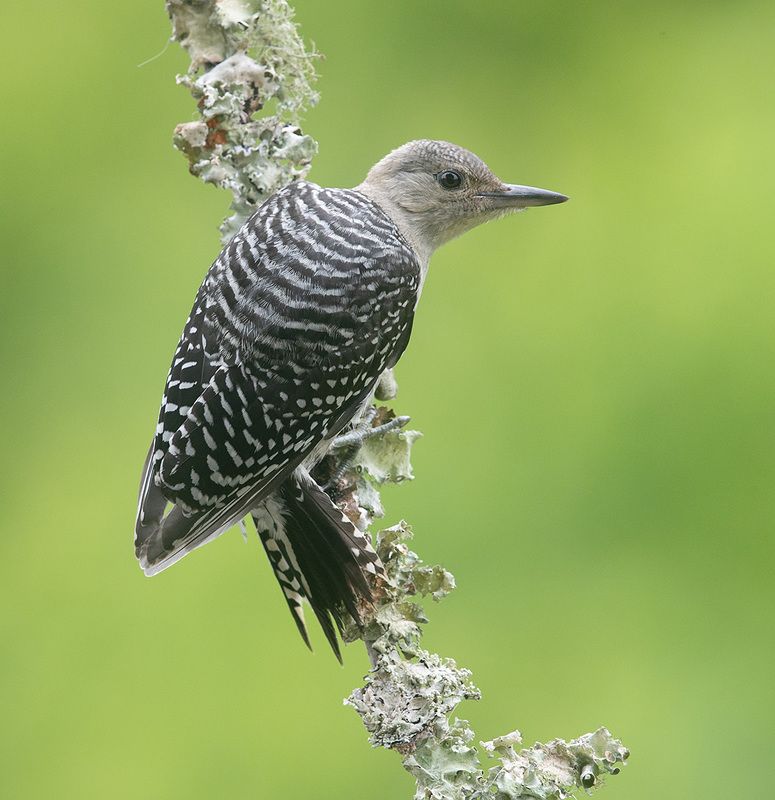 дятел, каролинский меланерпес, red-bellied woodpecker, woodpecker Young -Red-bellied Woodpecker. Молодой дятел - Каролинский меланерпесphoto preview