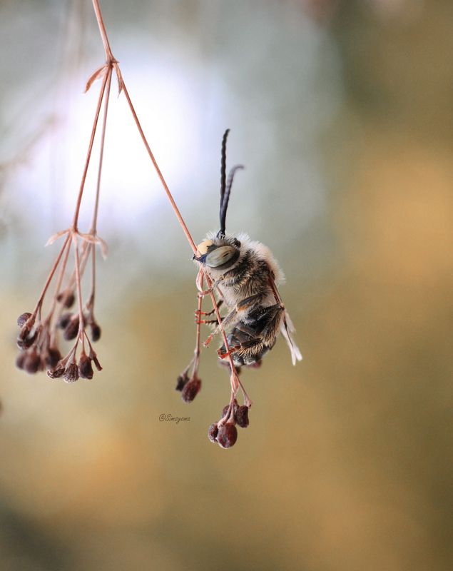 Пчела Антофораphoto preview