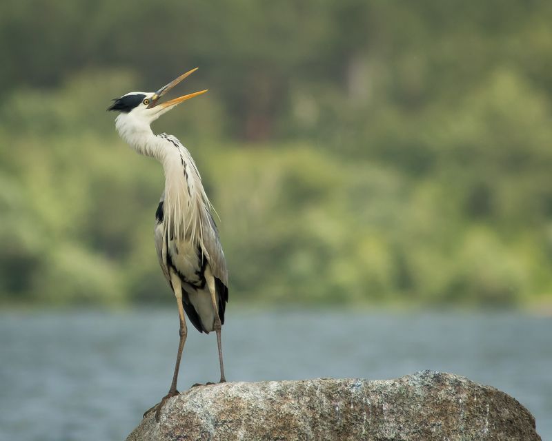 серая цапля Серая цапляphoto preview