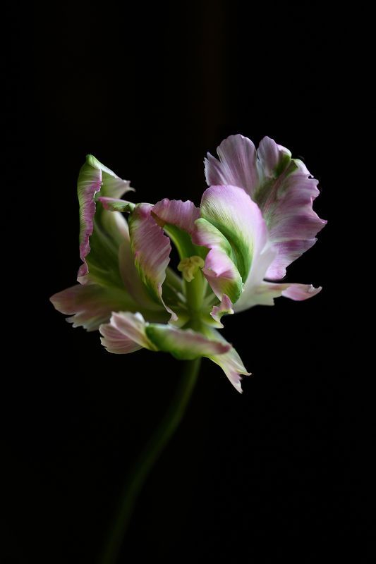 тюльпан, цветы, природа Тюльпанphoto preview