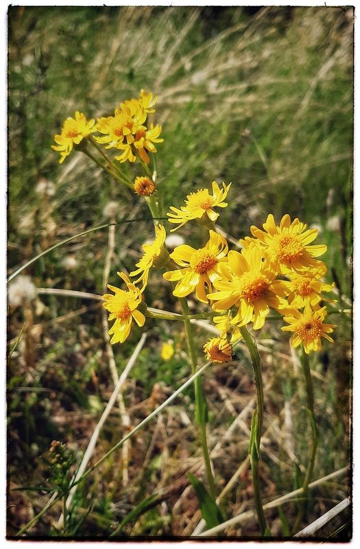 Цветы.  Капельки солнца. photo preview