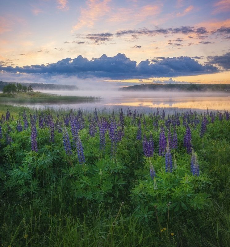 Люпины на берегуphoto preview