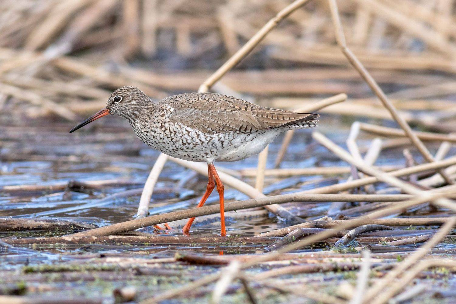 Весенний травник. Автор: Павел Краснослободцев травник, кулик, птица, фотоохота, birds, Павел Краснослободцев