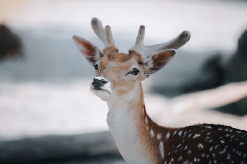 roe deer Roe deerphoto preview