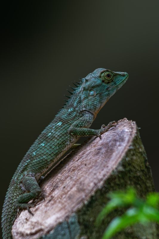 The whistlerphoto preview