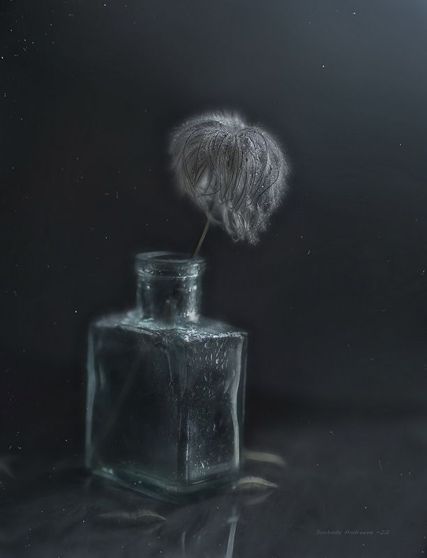 пухнастое чудо*photo preview